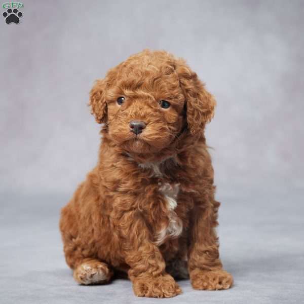 Scott, Miniature Poodle Puppy